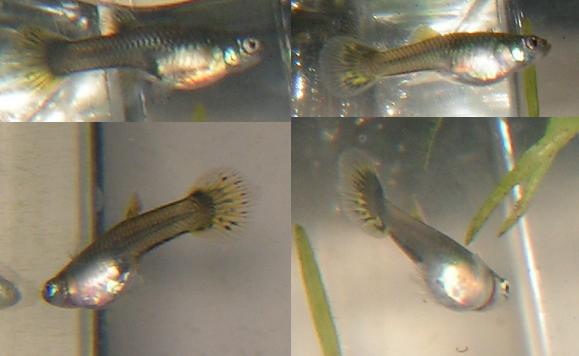 male and female guppy fry